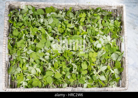 Himbeer-Blätter, Himbeerblätter gesammelt, Ernte, auf einem Tablett ausgelegt zum Trocknen, Wilde Himbeere, junge, zarte Blätter vor der Blüte, Rubus Foto Stock