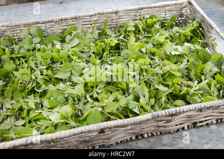 Himbeer-Blätter, Himbeerblätter gesammelt, Ernte, auf einem Tablett ausgelegt zum Trocknen, Wilde Himbeere, junge, zarte Blätter vor der Blüte, Rubus Foto Stock