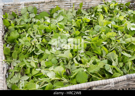 Himbeer-Blätter, Himbeerblätter gesammelt, Ernte, auf einem Tablett ausgelegt zum Trocknen, Wilde Himbeere, junge, zarte Blätter vor der Blüte, Rubus Foto Stock