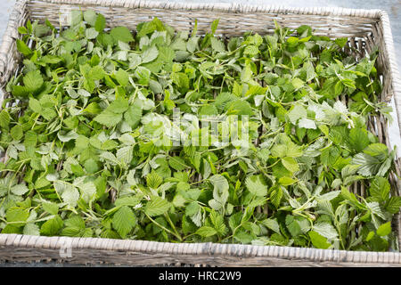 Himbeer-Blätter, Himbeerblätter gesammelt, Ernte, auf einem Tablett ausgelegt zum Trocknen, Wilde Himbeere, junge, zarte Blätter vor der Blüte, Rubus Foto Stock