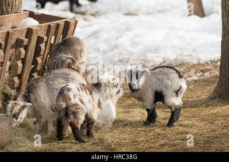 Piccoli agnelli mangiare del fieno dalla mangiatoia in azienda Foto Stock