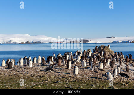 Pinguini Chinstrap colony membri riuniti sulle rocce, Half Moon Island, Antartico Foto Stock