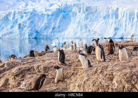 Vari i pinguini Gentoo sovraffollato la costa rocciosa e il ghiacciaio in fondo alla baia Neko, Antartico Foto Stock