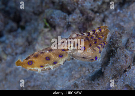 Blu-inanellati polpo (Hapalochlaena maculosa) nuota da acqua propulsione. Raja Ampat, Indonesia. Foto Stock