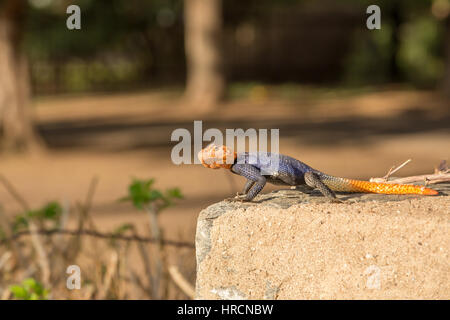 Curiosa lucertola colorata seduta su pietra, Windhoek, Namibia Foto Stock