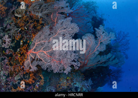 Foresta di seafans gorgonia prosperano su una parete nel percorso delle correnti oceaniche. Raja Ampat, Indonesia. Foto Stock