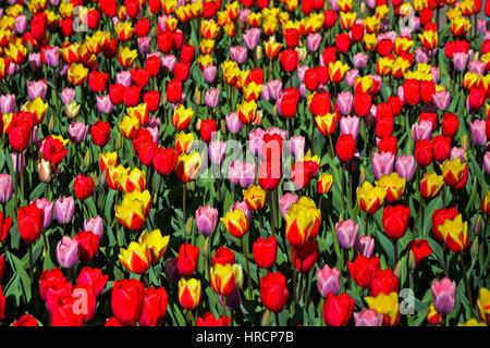 Colorata varietà di tulipani Olandesi Lisse, Bollenstreek, Paesi Bassi Foto Stock