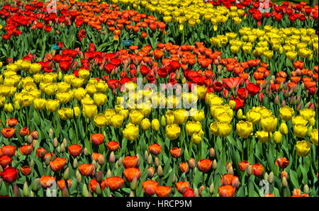 Letti di fiori con il rosso e il giallo di tulipani Olandesi, Keukenhof giardini di fiori Lisse, Paesi Bassi Foto Stock