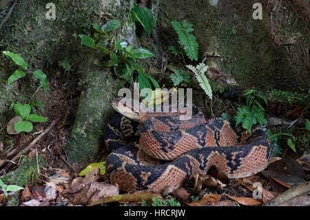 Un Sud Americana Bushmaster snake (Lachesis muta muta) avvolta sulla foresta pluviale amazzonica piano a Loreto, Perù Foto Stock
