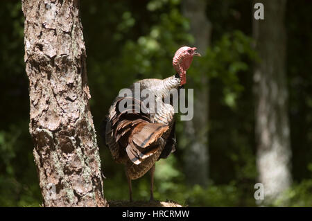 Un wild turchia (femmina) puntoni la sua roba in Cape Cod, Massachusetts Foto Stock