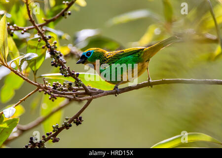 Graffiante-breasted Tanager (Tangara desmaresti), fotografato in Afonso Cláudio,Espirito Santo - a sud-est del Brasile. Foresta atlantica Biome. Foto Stock