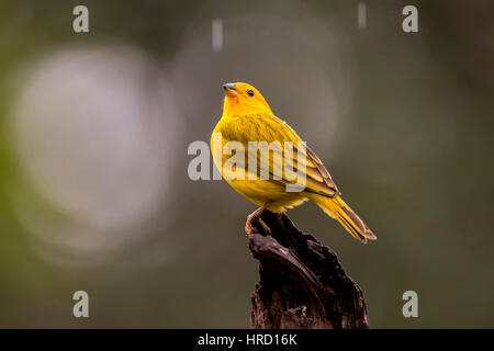Lo zafferano finch (Sicalis flaveola), fotografato a Vitória, Espirito Santo - a sud-est del Brasile. Foresta atlantica Biome. Foto Stock