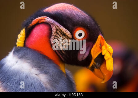 King Vulture (Sarcoramphus papa), fotografato in Itaúnas dune, Espirito Santo - Brasile. Foresta atlantica Biome. Foto Stock