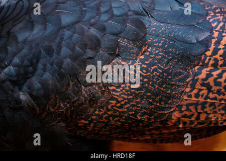 Rosso-fatturati Curassow (Crax blumenbachii) fotografato presso la "Cupido e Refúgio Farm' in Linhares, Espirito Santo - a sud-est del Brasile. Foresta atlantica Foto Stock