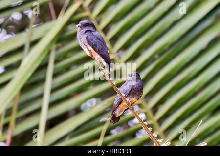 Swallow-winged Puffbird (Chelidoptera tenebrosa) fotografato in Sooretama/Linhares, Espirito Santo - a sud-est del Brasile. Foresta atlantica Biome. Foto Stock
