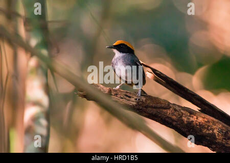 Nero-cheeked Gnateater (Conopophaga melanops), fotografato in Sooretama/Linhares, Espirito Santo - a sud-est del Brasile. Foresta atlantica Biome. Foto Stock