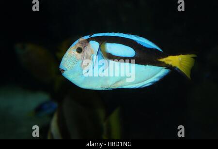 Pacific Blue Tang (Paracanthurus hepatus), Aka Regal o blu royal codolo o blu surgeonfish Flagtail, aka 'Dory' Foto Stock