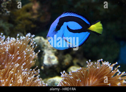 Pacific Blue Tang (Paracanthurus hepatus), Aka Regal o blu royal codolo o blu surgeonfish Flagtail, aka 'Dory' Foto Stock