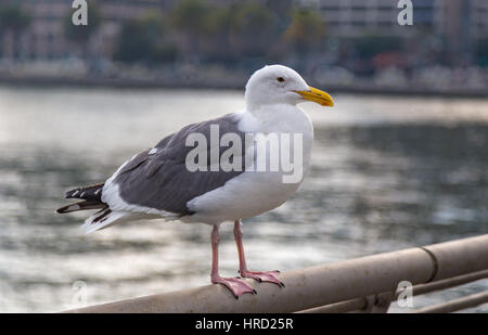 American Aringa gabbiano appollaiato su una ringhiera con una offuscata fuori dello sfondo. Foto Stock