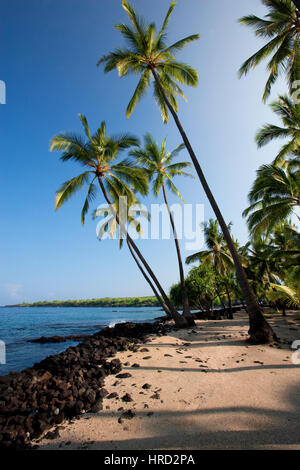 Le palme a Pu'uhonua o Honaunau Big Island, Hawaii, STATI UNITI D'AMERICA Foto Stock