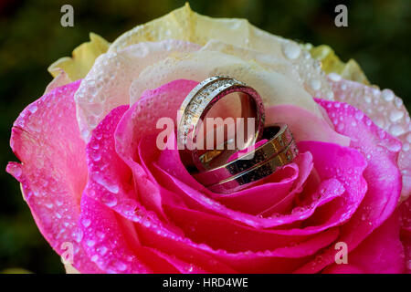 Gli anelli di nozze rose prese closeup con gocce d'acqua Foto Stock