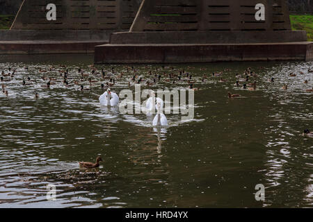 Bellissimi cigni bianchi in acqua nel verde dei prati di Uzhgorod Foto Stock