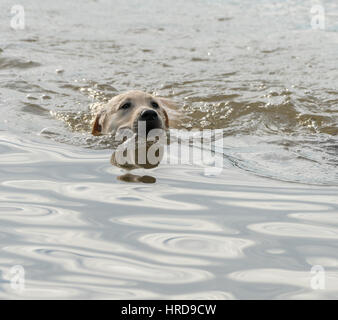 Close up di un Labrador Retriever cucciolo nuoto con il suo volto riflesso nell'acqua. Foto Stock