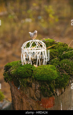 Gabbia di nozze con un uccello della foresta con moss sul ceppo vecchio Foto Stock