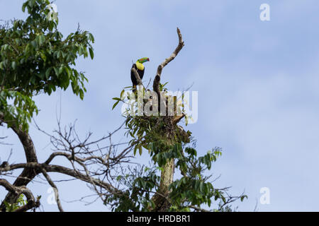 La chiglia fatturati Toucan, zolfo-breasted Toucan o Rainbow fatturati Toucan, Ramphastos sulfuratus, è l'uccello nazionale del Belize. Si va dal Messico Foto Stock