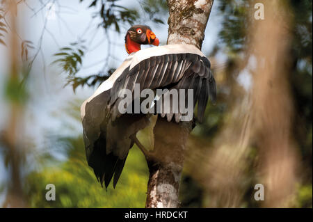 King Vulture (Sarcoramphus papa) fotografato in Sooretama, Espirito Santo - Brasile. Foto Stock