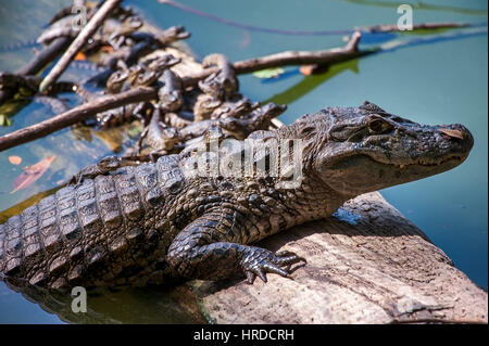 Madre ampio snouted caimano Caimano (latirostris) proteggere i suoi bambini, fotografato in Espírito Santo, Brasile. Foresta Atlântic biome. Foto Stock