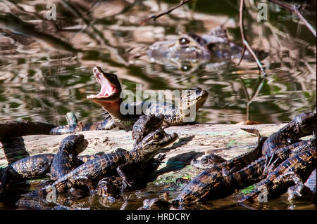 Madre ampio snouted caimano Caimano (latirostris) proteggere i suoi bambini, fotografato in Espírito Santo, Brasile. Foresta Atlântic biome. Foto Stock