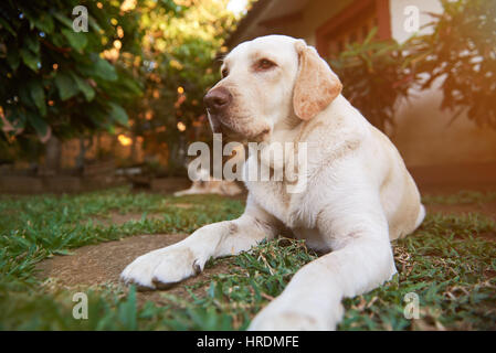 Un sano labrador cane nella giornata di sole giaceva sul prato verde. I cani in giardino Foto Stock