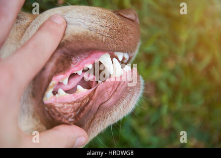 Vista dettagliata del controllo di denti di innesto sul verde sfondo sfocato. Man mano con aperto bocca del cane Foto Stock