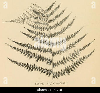 Athyrium filix-femina 'Doodioides' è una varietà di felce femminile, caratterizzata da fronde delicate e una forma unica. Si trova comunemente in ambienti boschivi ombreggiati, aggiungendo vegetazione lussureggiante al paesaggio. Foto Stock