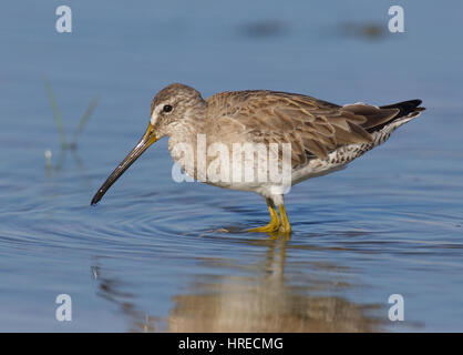 A breve fatturati, Dowitcher Limnodromus griscus, in piedi in acqua blu Foto Stock