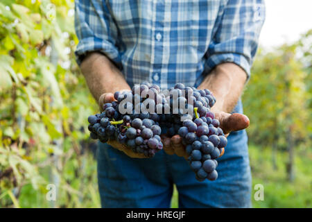 La raccolta delle uve a La Morra in provincia di Piemonte, Italia. I più noti del Piemonte sono i vini Barolo e Barbaresco in questa regione. Foto Stock