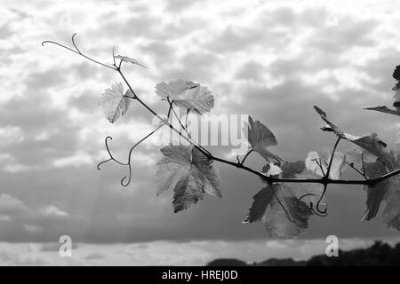 weinrebe - vite Foto Stock