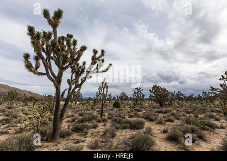 Deserto della California Joshua Tree foresta vicino la cima in strada il Mojave National Preserve. Foto Stock