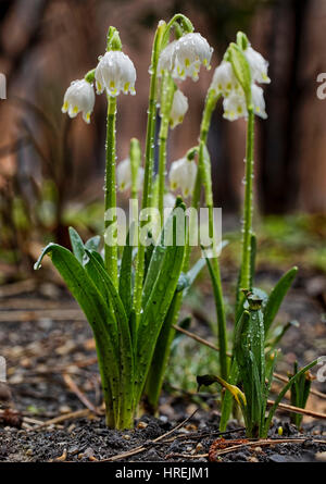 Il fiocco di neve di primavera fiorisce in un giardino interno dopo la pioggia Foto Stock