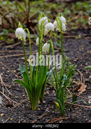 Il fiocco di neve di primavera fiorisce in un giardino interno dopo la pioggia Foto Stock