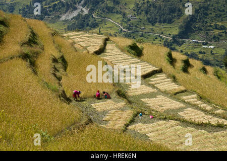 La raccolta, il Nepal Foto Stock