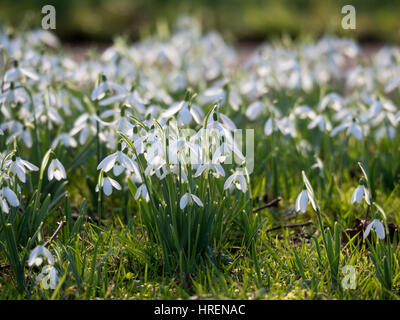 Snowdrops retroilluminato a bizzeffe, Flaunden sagrato in primavera. Tanti fiori cattura la luce del sole nel pomeriggio. Preso da un basso punto di vista. Foto Stock