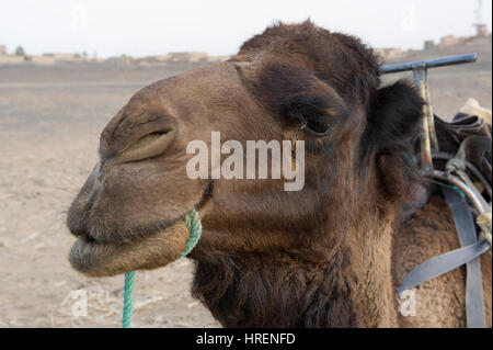 Cammello nei deserti del Marocco Foto Stock