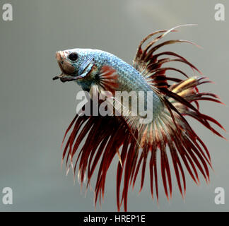 Maschio di Betta splendens, rame crown tail Foto Stock