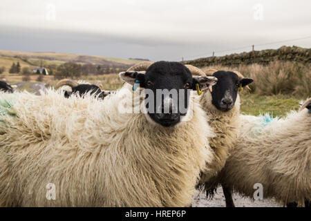 Il nero di fronte agnelle in Nord Cumbria Foto Stock