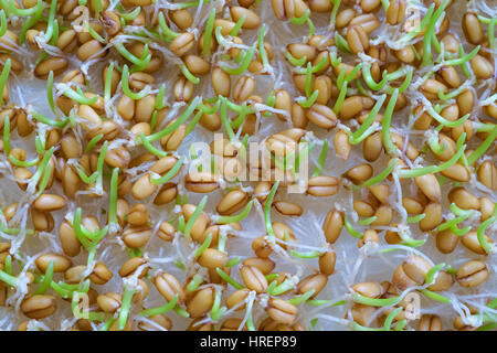 La germogliazione di semi di grano vicino. Foto Stock