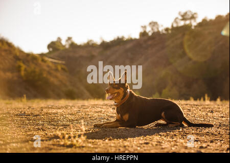 Australian Kelpie cane Foto Stock