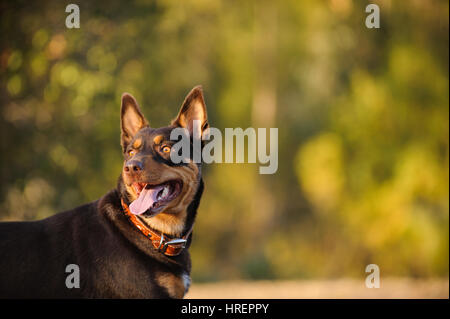 Australian Kelpie cane Foto Stock
