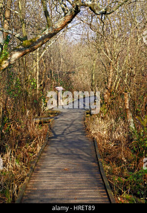 Il Boardwalk attraverso alder carr a Norfolk Wildlife Trust Visitor Centre at Ranworth, Norfolk, Inghilterra, Regno Unito. Foto Stock
